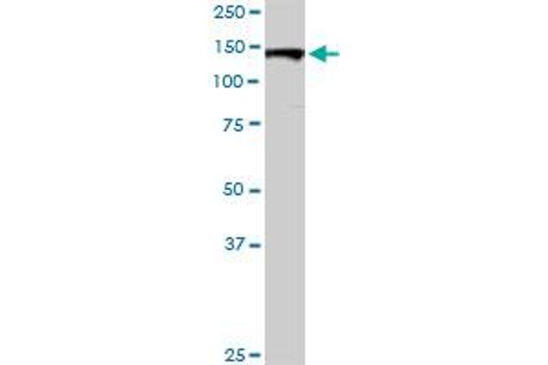 Golgin A2 (GOLGA2) (AA 1-990) antibody