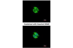 ICC/IF Image Immunofluorescence analysis of methanol-fixed A549, using Syntrophin alpha 1, antibody at 1:500 dilution. (SNTA1 antibody)