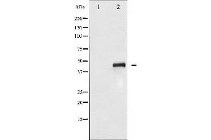 Western blot analysis of SEK1/MKK4 phosphorylation expression in NIH-3T3 whole cell lysates,The lane on the left is treated with the antigen-specific peptide. (MAP2K4 antibody  (pSer80))