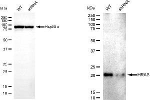 Western blotting analysis using HRAS antibody (ABIN7799001). (HRAS antibody)