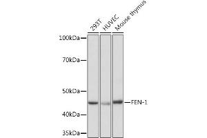 Western blot analysis of extracts of various cell lines, using FEN-1 Rabbit mAb (ABIN7267215) at 1:1000 dilution. (FEN1 antibody)