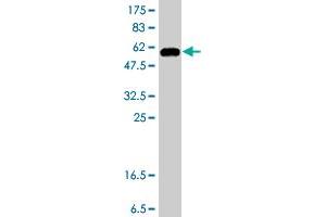 Western Blot detection against Immunogen (54. (TARDBP antibody  (AA 1-260))