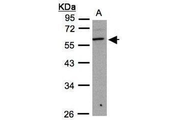 B3GNT3 antibody