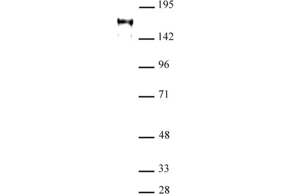 ATAD2 antibody  (C-Term)