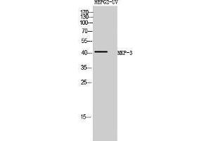 Western Blotting (WB) image for anti-Dual Specificity Phosphatase 6 (DUSP6) (Internal Region) antibody (ABIN3185576) (DUSP6 antibody  (Internal Region))