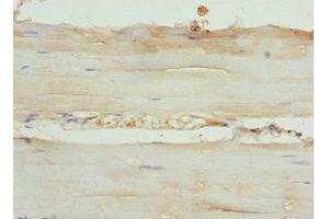 Immunohistochemistry of paraffin-embedded human skeletal muscle tissue using ABIN7145725 at dilution of 1:100 (BDNF antibody  (AA 137-237))