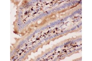 IHC-P: ANG2 antibody testing of mouse intestine tissue (ANG2 antibody  (AA 19-348))