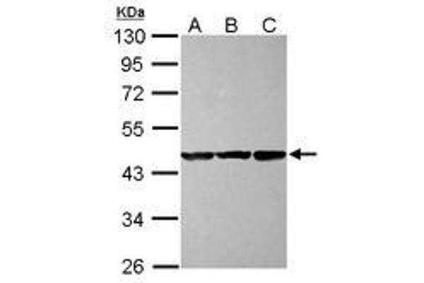 CBWD1 Antikörper  (AA 131-395)