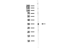 anti-Mitogen-Activated Protein Kinase 1 Interacting Protein 1-Like (MAPK1IP1L) antibody