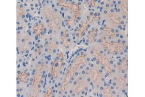 IHC-P analysis of kidney tissue, with DAB staining. (IRS4 antibody  (AA 1-299))