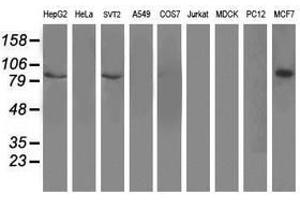 Image no. 2 for anti-Dipeptidyl-Peptidase 3 (DPP3) antibody (ABIN1497831) (DPP3 antibody)