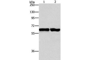 Western Blot analysis of 231 and NIH/3T3 cell using ASNS Polyclonal Antibody at dilution of 1:800 (Asparagine Synthetase antibody)
