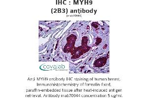Image no. 2 for anti-Myosin 9 (MYH9) antibody (ABIN1723793) (Myosin 9 antibody)