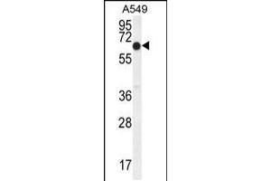 Western blot analysis in A549 cell line lysates (35ug/lane). (ELL antibody  (C-Term))