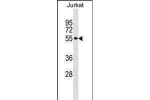 SF3A2 antibody  (AA 166-194)