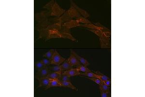 Immunofluorescence (IF) image for anti-Sodium Potassium ATPase, alpha1 (ATP1A1) antibody (ABIN7270390)