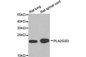 Western blot analysis of extracts of various cell lines, using PLA2G2D antibody (ABIN5974308) at 1/1000 dilution. (PLA2G2D antibody)