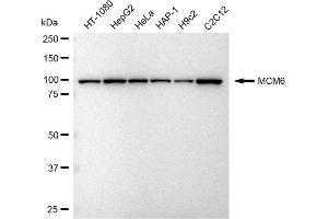 Western blotting analysis using MCM6 antibody (ABIN7799421). (Recombinant MCM6 antibody)