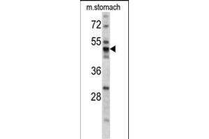 Western blot analysis of PDIA6 antibody (Center ) (ABIN390608 and ABIN2840920) in mouse stomach tissue lysates (35 μg/lane). (PDIA6 antibody  (AA 144-172))
