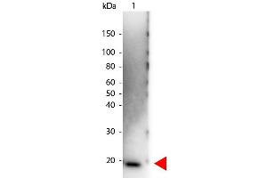 Western Blot of Peroxidase conjugated Rabbit anti-Human IL-6 antibody. (IL-6 antibody  (HRP))