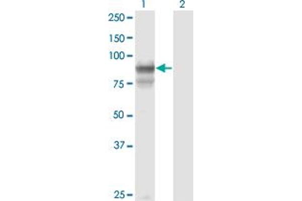 PCDHGB2 antibody  (AA 94-199)