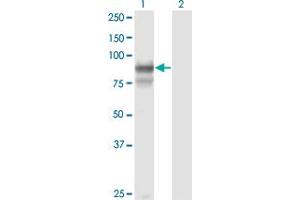 Western Blot analysis of PCDHGB2 expression in transfected 293T cell line by PCDHGB2 monoclonal antibody (M02), clone 6E9.
