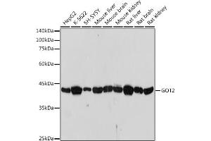 Western blot analysis of extracts of various cell lines, using GOT2 antibody (ABIN7267427) at 1:1000 dilution. (GOT2 antibody)