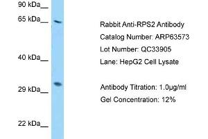 Western Blotting (WB) image for anti-Ribosomal Protein S2 (RPS2) (N-Term) antibody (ABIN2789550) (RPS2 antibody  (N-Term))