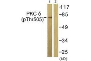 Western blot analysis of extracts from NIH-3T3 cells treated with UV 15', using PKC delta (Phospho-Thr505) Antibody. (PKC delta antibody  (pThr507))