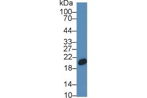 Western Blot; Sample: Porcine Liver lysate; Primary Ab: 1µg/ml Rabbit Anti-Human CNPY2 Antibody Second Ab: 0. (CNPY2/MSAP antibody  (AA 21-182))