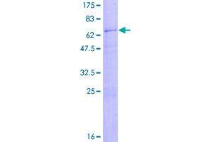 CD2 (CD2) (AA 1-351) protein (GST tag)