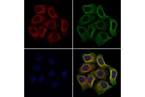 ABIN6259999 and ABIN6272243 staining Hela cells by IF/ICC. (APOOL antibody  (C-Term))