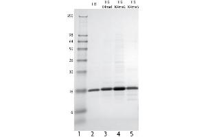 Western Blotting (WB) image for Histone 3 (H3) (H3K4me3) protein (ABIN2669499) (Histone 3 Protein (H3) (H3K4me3))