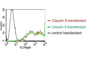 . BOSC23 cells were transiently transfected with an expression vector encoding either Claudin 9 (red curve), Claudin 6 (green curve) or an irrelevant protein (control transfectant). Binding of YD-9H8 was detected with a PE conjugated secondary antibody. A positive signal was obtained with Claudin 9 and Claudin 6 transfected cells. (Claudin 6/9 antibody)