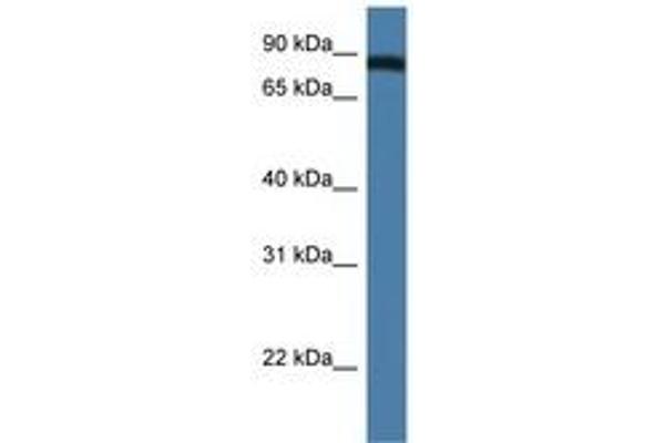 TRAF3IP1 antibody  (AA 85-134)