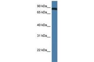 TRAF3IP1 antibody  (AA 85-134)
