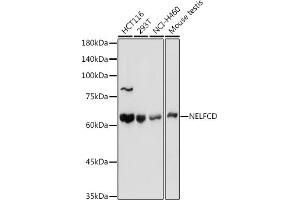 Western blot analysis of extracts of various cell lines, using NELFCD antibody (ABIN1683024, ABIN3019182, ABIN3019183 and ABIN6220747) at 1:1000 dilution. (TH1-Like antibody  (AA 355-599))