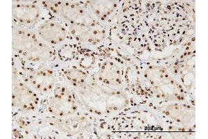 Immunostaining (ISt) image for anti-Lamin B1 (LMNB1) (AA 107-186) antibody (ABIN517543)