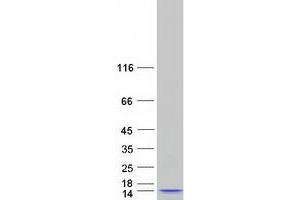 STRA13 Protein (Myc-DYKDDDDK Tag)