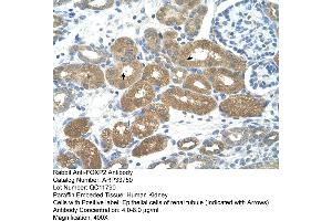 Rabbit Anti-FOXP2 Antibody  Paraffin Embedded Tissue: Human Kidney  Cellular Data: Epithelial cells of renal tubule Antibody Concentration: 4. (FOXP2 antibody  (N-Term))