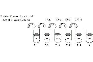 This picture shows the preparation of the positive control. (EGFR ELISA Kit)