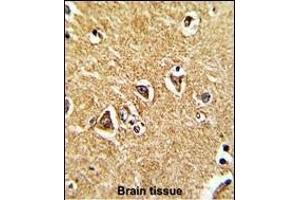 Immunohistochemistry (Paraffin-embedded Sections) (IHC (p)) image for anti-Proline Dehydrogenase (Oxidase) 1 (PRODH) (AA 130-155) antibody (ABIN1881685)