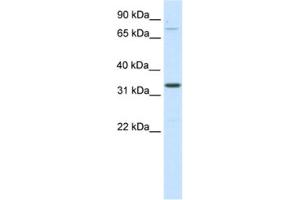 Western Blotting (WB) image for anti-Double Homeobox B-Like 1 (DUXBL1) antibody (ABIN2461558) (DUXBL1 antibody)