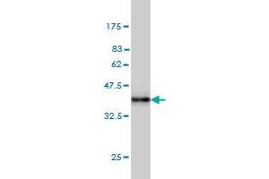 Western Blot detection against Immunogen (36. (Syntaxin 5 antibody  (AA 1-100))