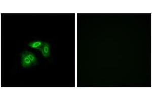Immunofluorescence (IF) image for anti-Vomeronasal 1 Receptor 5 (VN1R5) (AA 44-93) antibody (ABIN2891105) (VN1R5 antibody  (AA 44-93))