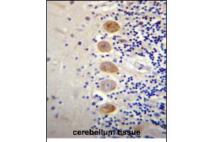 G Antibody (Center) (ABIN656514 and ABIN2845785) immunohistochemistry analysis in formalin fixed and paraffin embedded human cerebellum tissue followed by peroxidase conjugation of the secondary antibody and DAB staining. (GP111 antibody  (AA 366-393))
