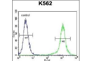 HBB Antibody (C-term)  flow cytometric analysis of K562 cells (right histogram) compared to a negative control cell (left histogram).
