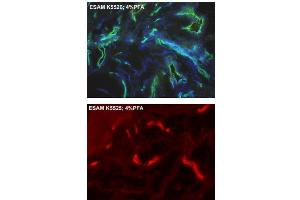 Immunofluorescence staining of vascular endothelial cells from human foreskin (cryo-section of unfixed tissue) using anti-human ESAM Antibody Cat,. (ESAM antibody  (AA 30-248))