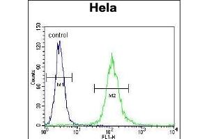 CYC1 Antibody (C-term) (ABIN655608 and ABIN2845091) flow cytometric analysis of Hela cells (right histogram) compared to a negative control cell (left histogram). (Cytochrome C1 antibody  (C-Term))