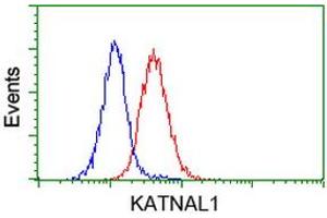 Image no. 3 for anti-Katanin P60 Subunit A-Like 1 (KATNAL1) antibody (ABIN1498984)